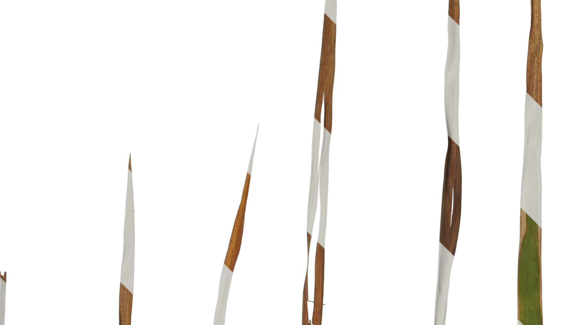 Anydrafts Imperata cylindrica Leaf 05 Texture_2