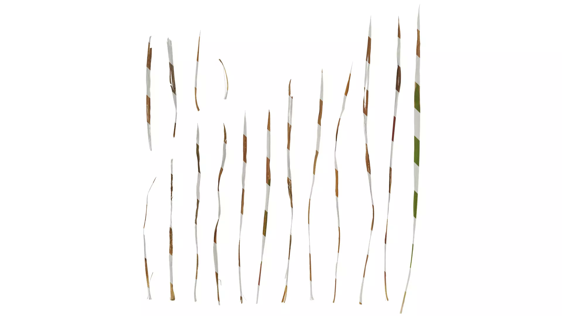 Anydrafts Imperata cylindrica Leaf 05 Texture_0