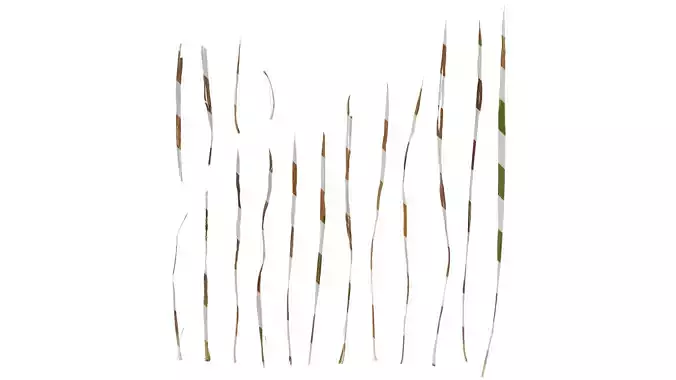 Anydrafts Imperata cylindrica Leaf 05