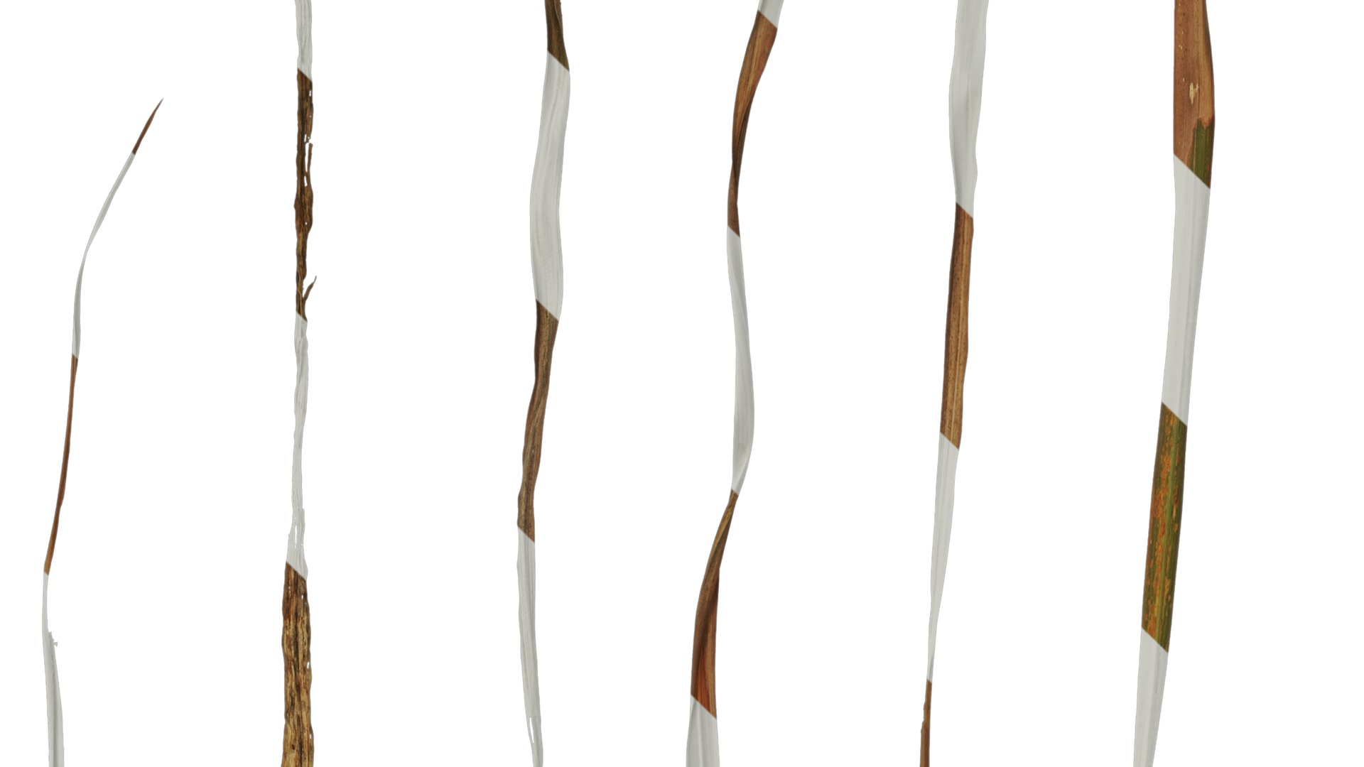 Anydrafts Imperata cylindrica Leaf 05 Texture_5