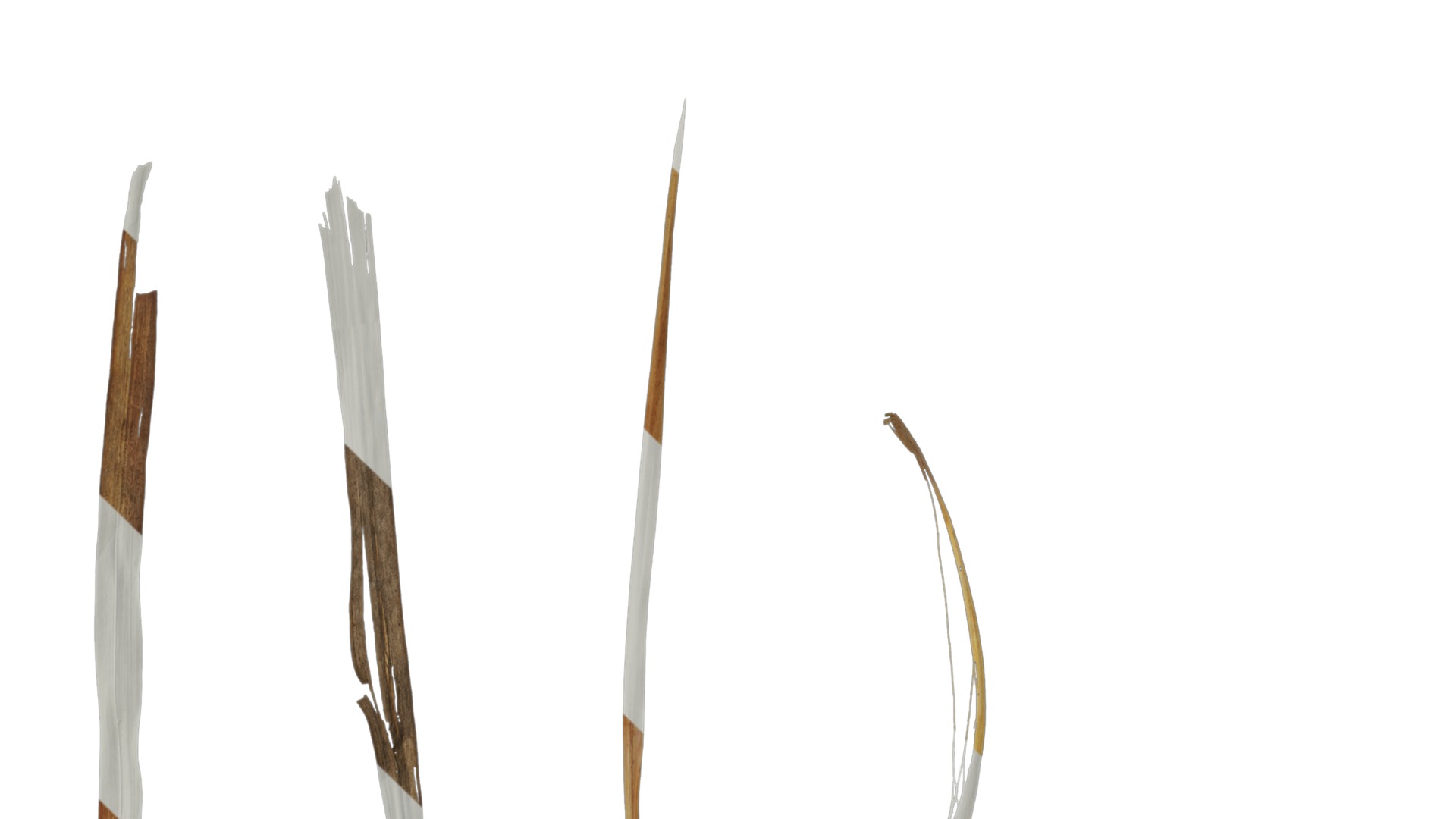 Anydrafts Imperata cylindrica Leaf 05 Texture_1