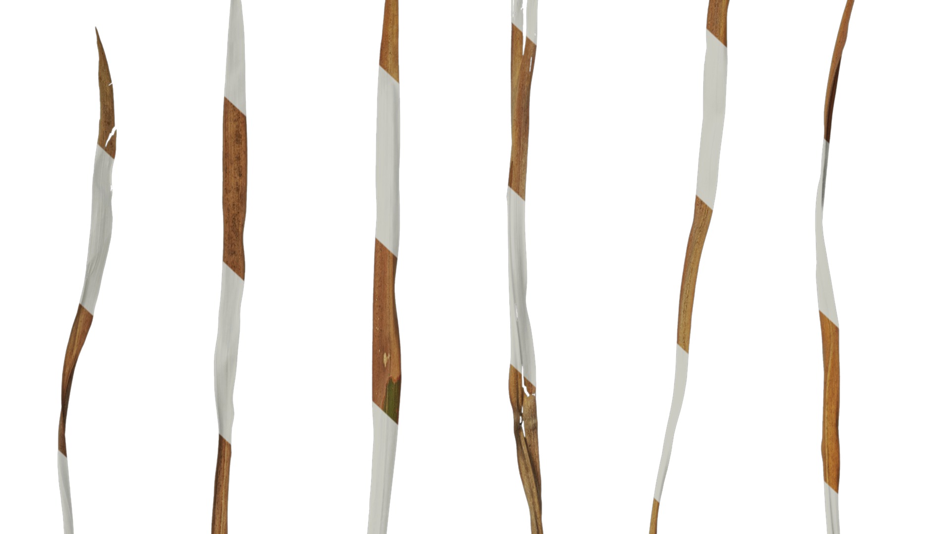 Anydrafts Imperata cylindrica Leaf 05 Texture_7