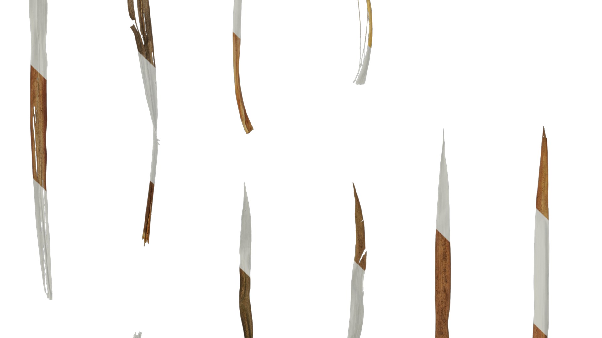 Anydrafts Imperata cylindrica Leaf 05 Texture_3