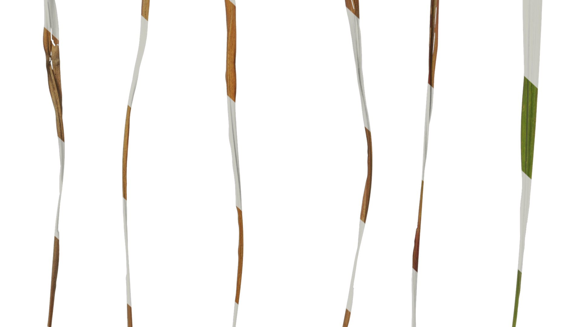 Anydrafts Imperata cylindrica Leaf 05 Texture_6