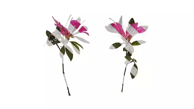 Anydrafts Rhododendron simsii Atlas 12