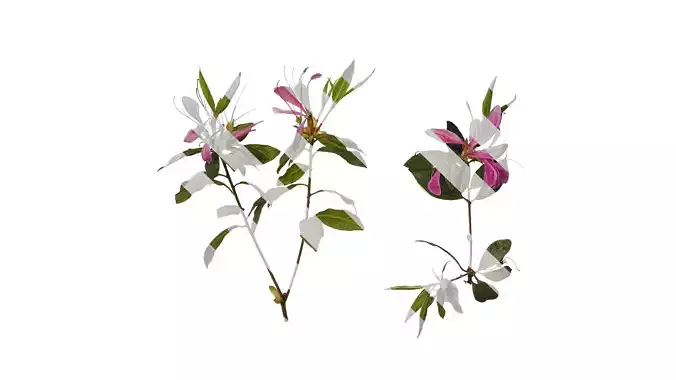 Anydrafts Rhododendron simsii Atlas 13