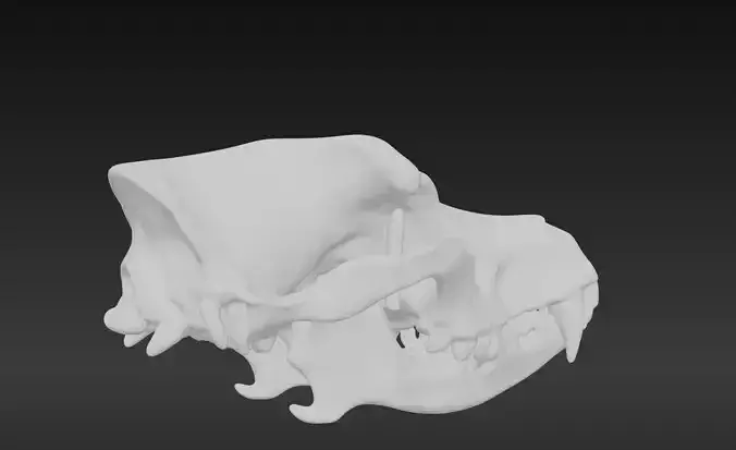 3D Model of Canine Skull with Stand 3D print model
