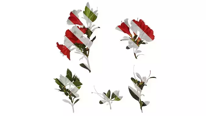 Anydrafts Rhododendron simsii Atlas 14