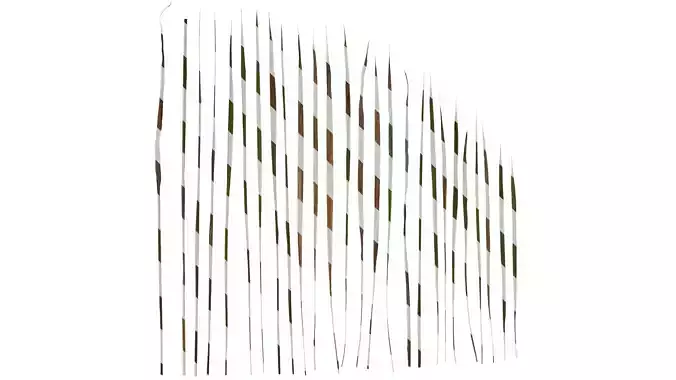 Anydrafts Imperata cylindrica Leaf 08