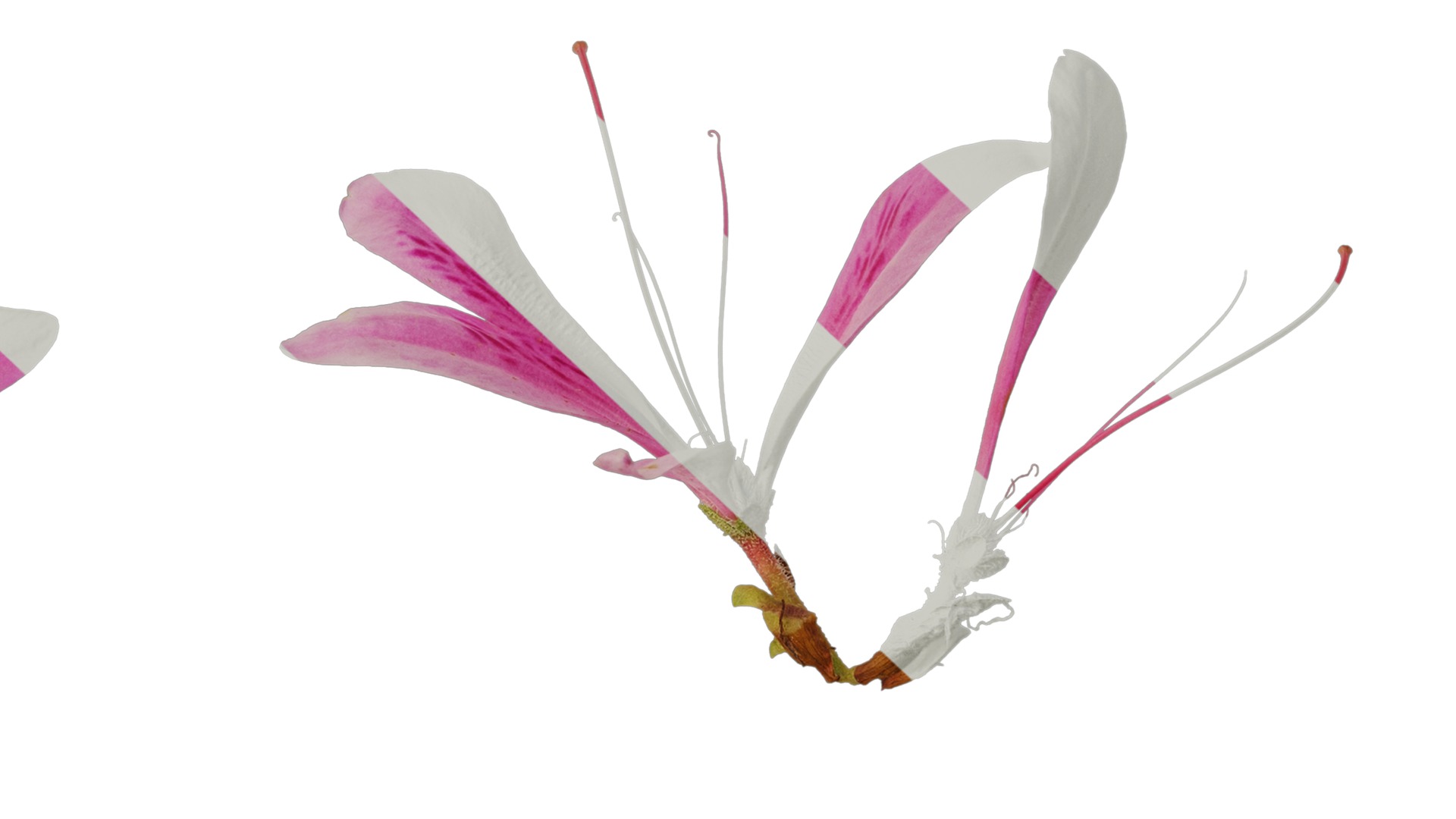 Anydrafts Rhododendron simsii Flower 10 Texture_7