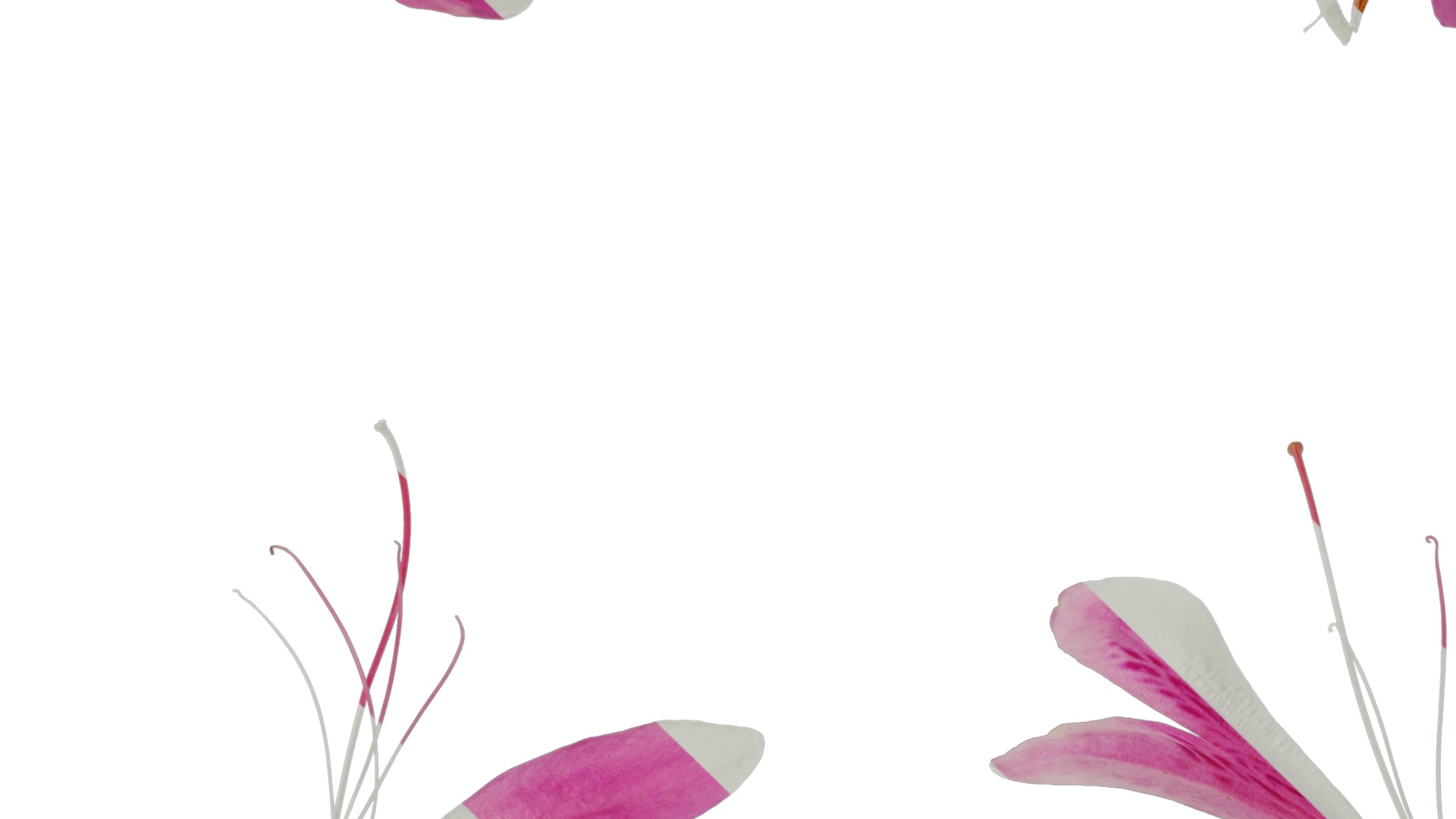 Anydrafts Rhododendron simsii Flower 10 Texture_3