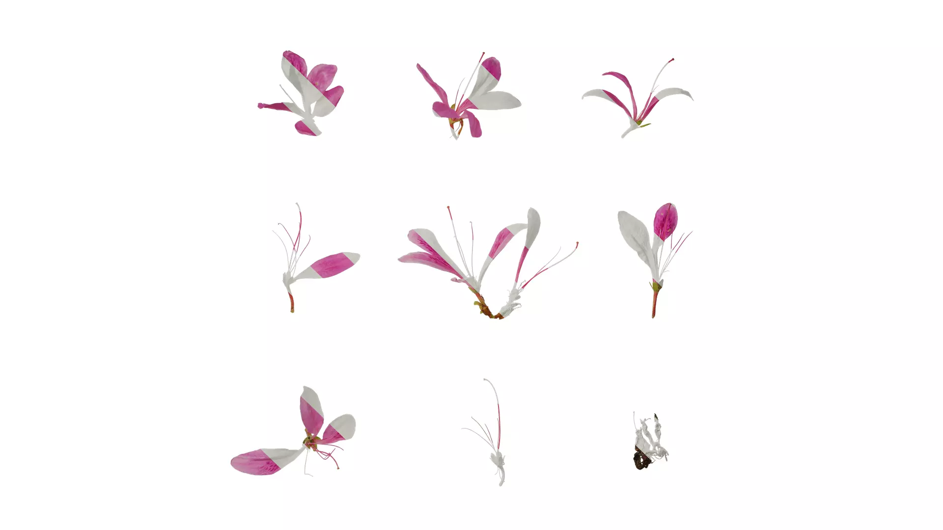 Anydrafts Rhododendron simsii Flower 10 Texture_0