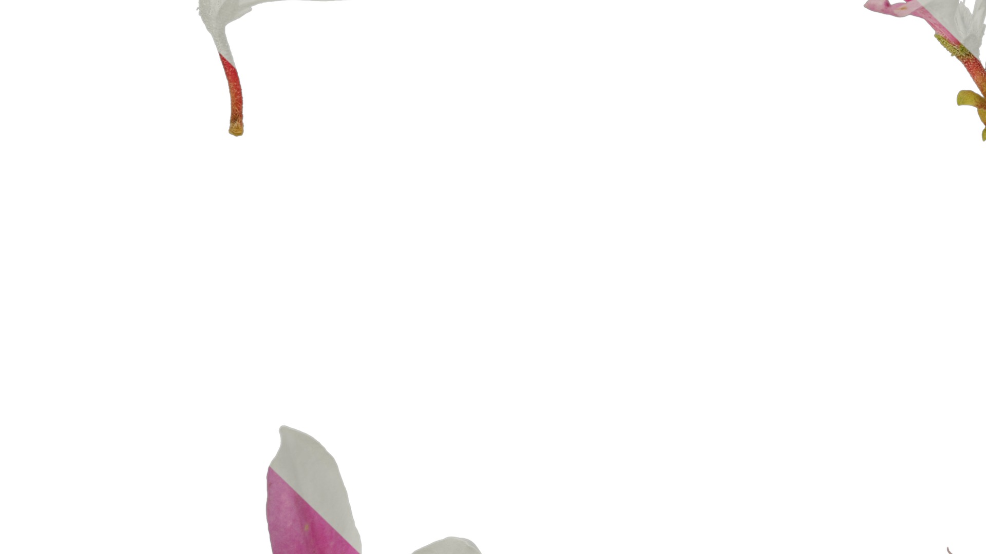 Anydrafts Rhododendron simsii Flower 10 Texture_5