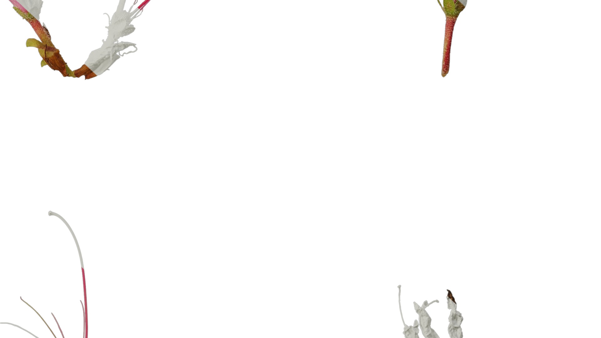 Anydrafts Rhododendron simsii Flower 10 Texture_6