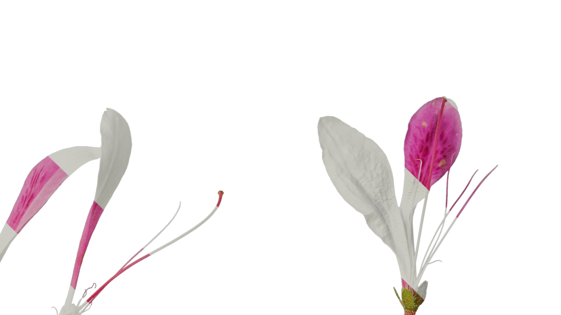 Anydrafts Rhododendron simsii Flower 10 Texture_4