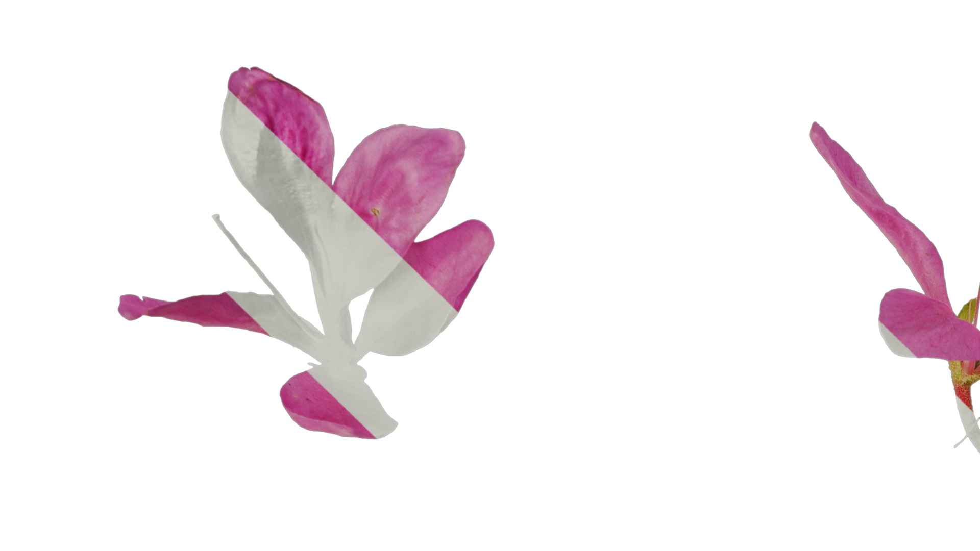 Anydrafts Rhododendron simsii Flower 10 Texture_1