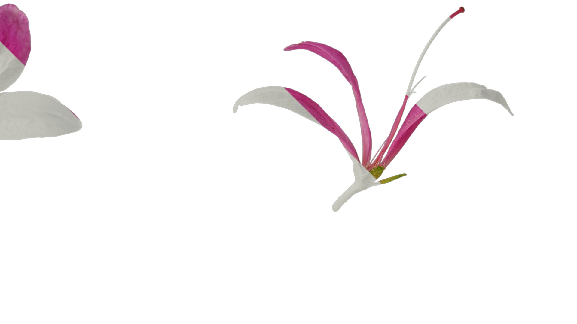 Anydrafts Rhododendron simsii Flower 10 Texture_2