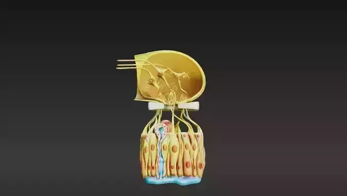 3D Model of Olfactory Epithelium Microscopic Anatomy  3D print model