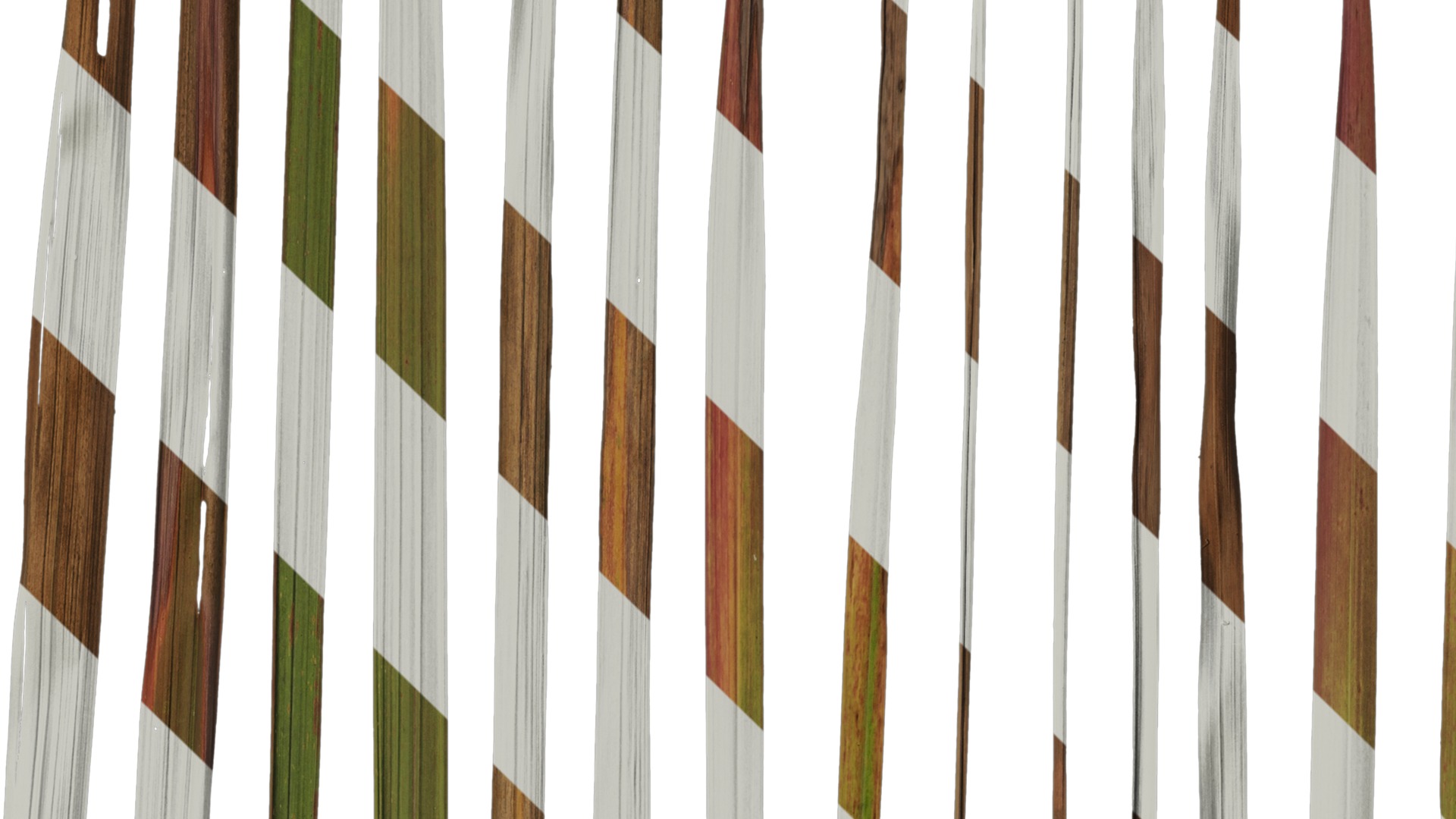 Anydrafts Imperata cylindrica Leaf 09 Texture_4