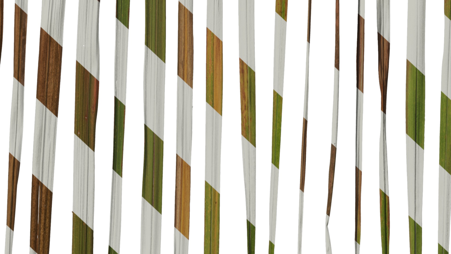 Anydrafts Imperata cylindrica Leaf 09 Texture_6