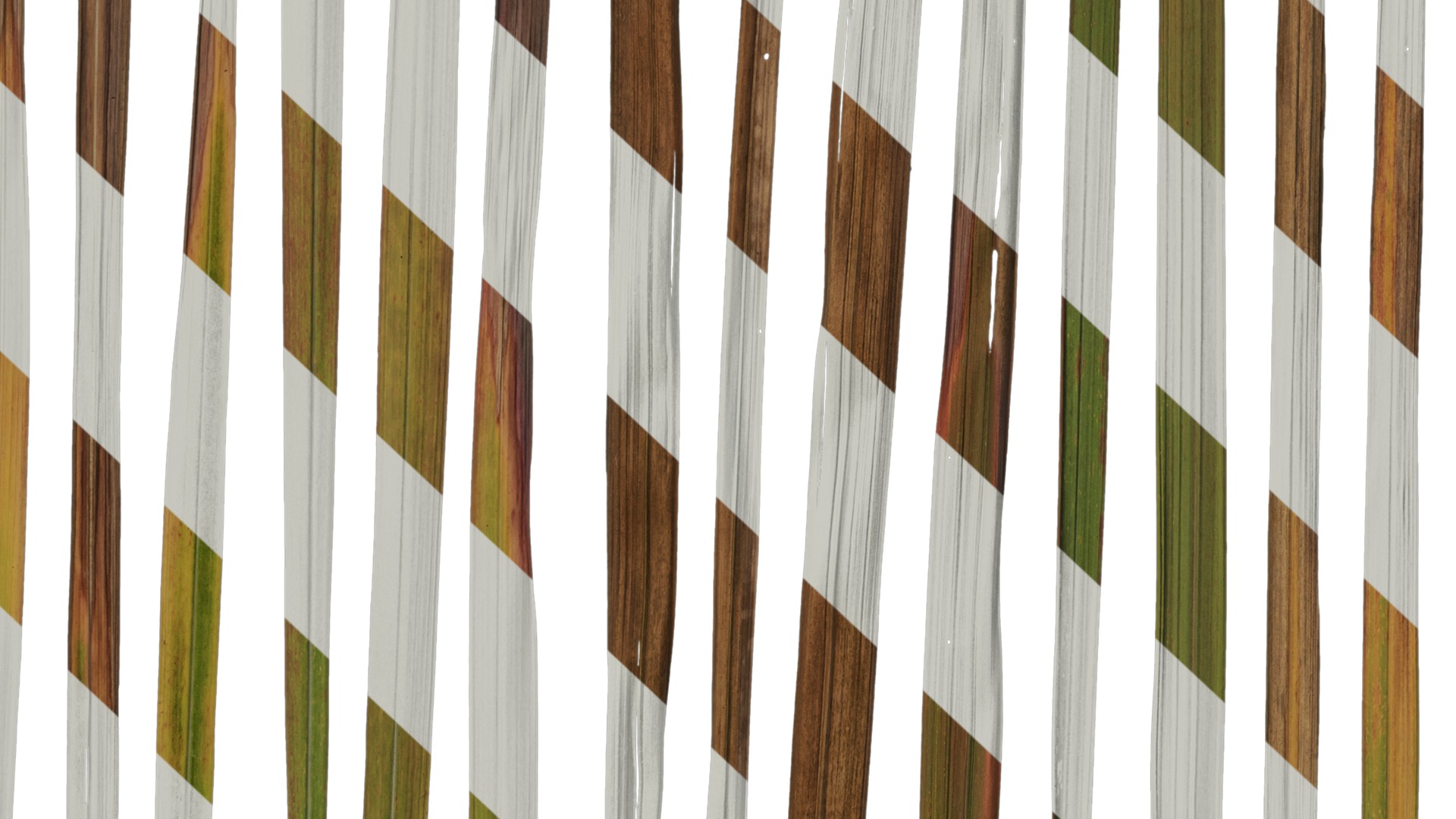 Anydrafts Imperata cylindrica Leaf 09 Texture_7