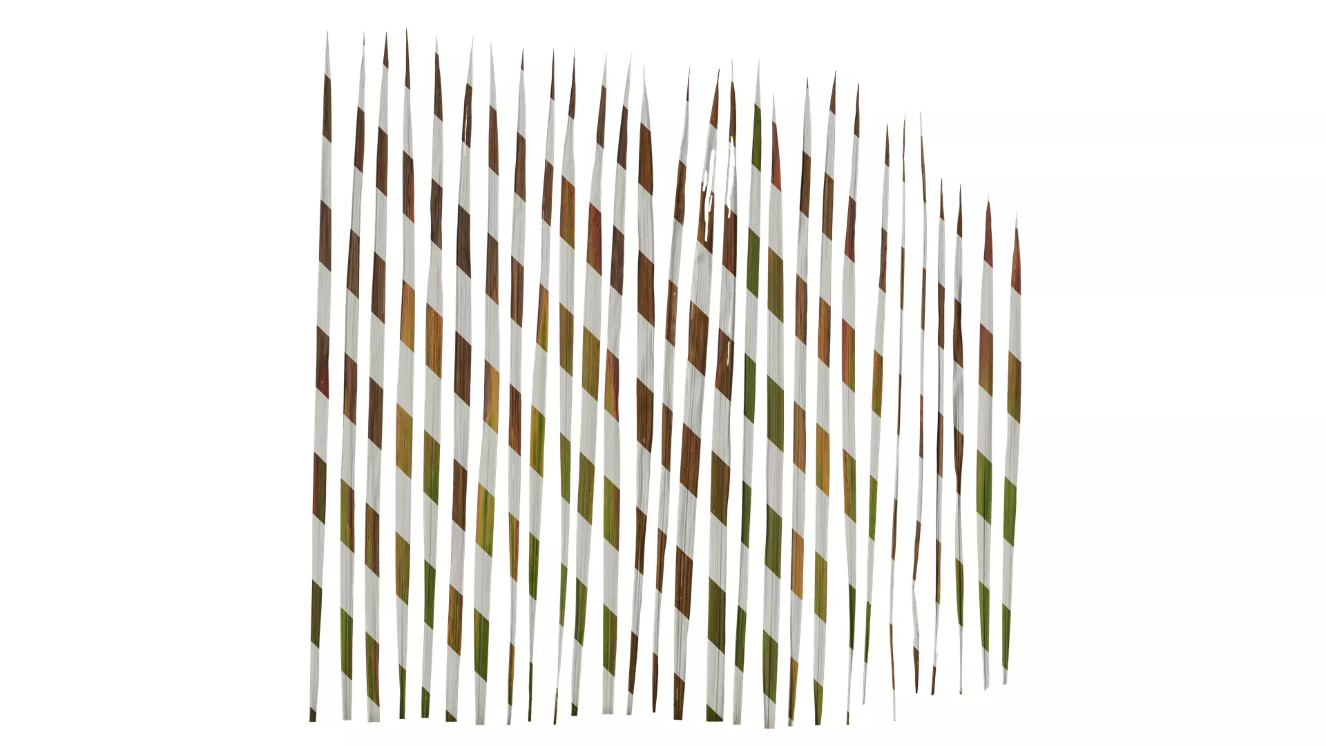 Anydrafts Imperata cylindrica Leaf 09 Texture_0