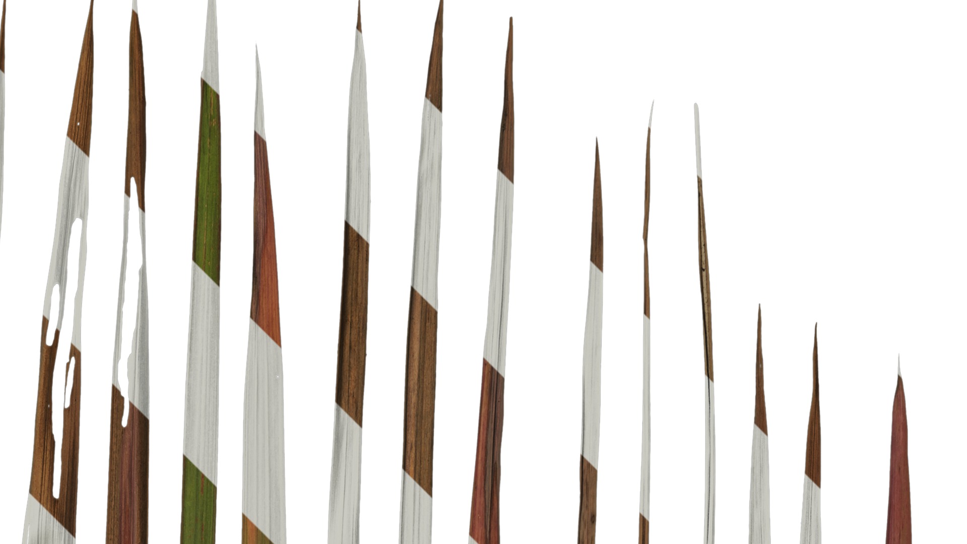 Anydrafts Imperata cylindrica Leaf 09 Texture_2