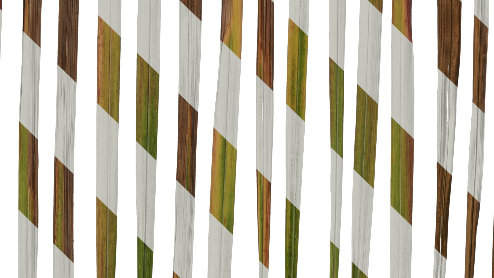 Anydrafts Imperata cylindrica Leaf 09 Texture_5