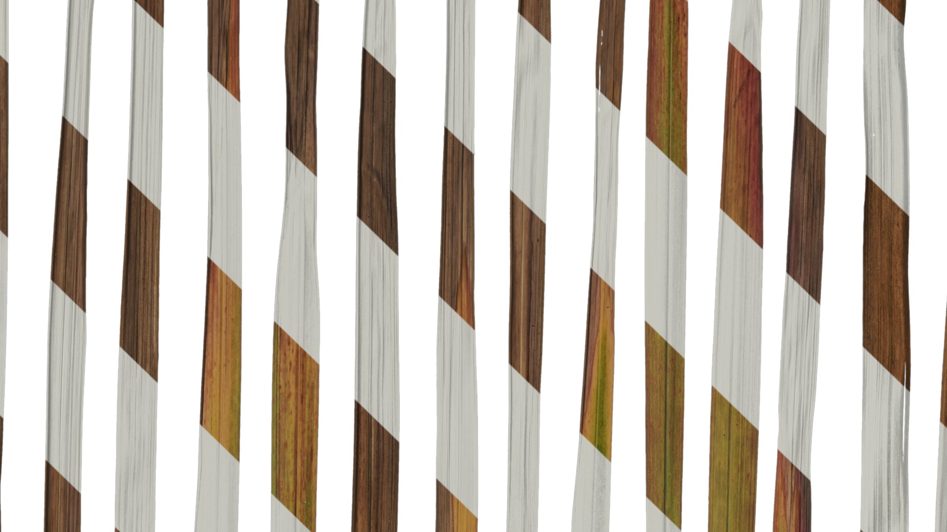 Anydrafts Imperata cylindrica Leaf 09 Texture_3