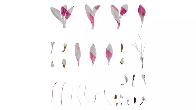 Anydrafts Rhododendron simsii Flower 12