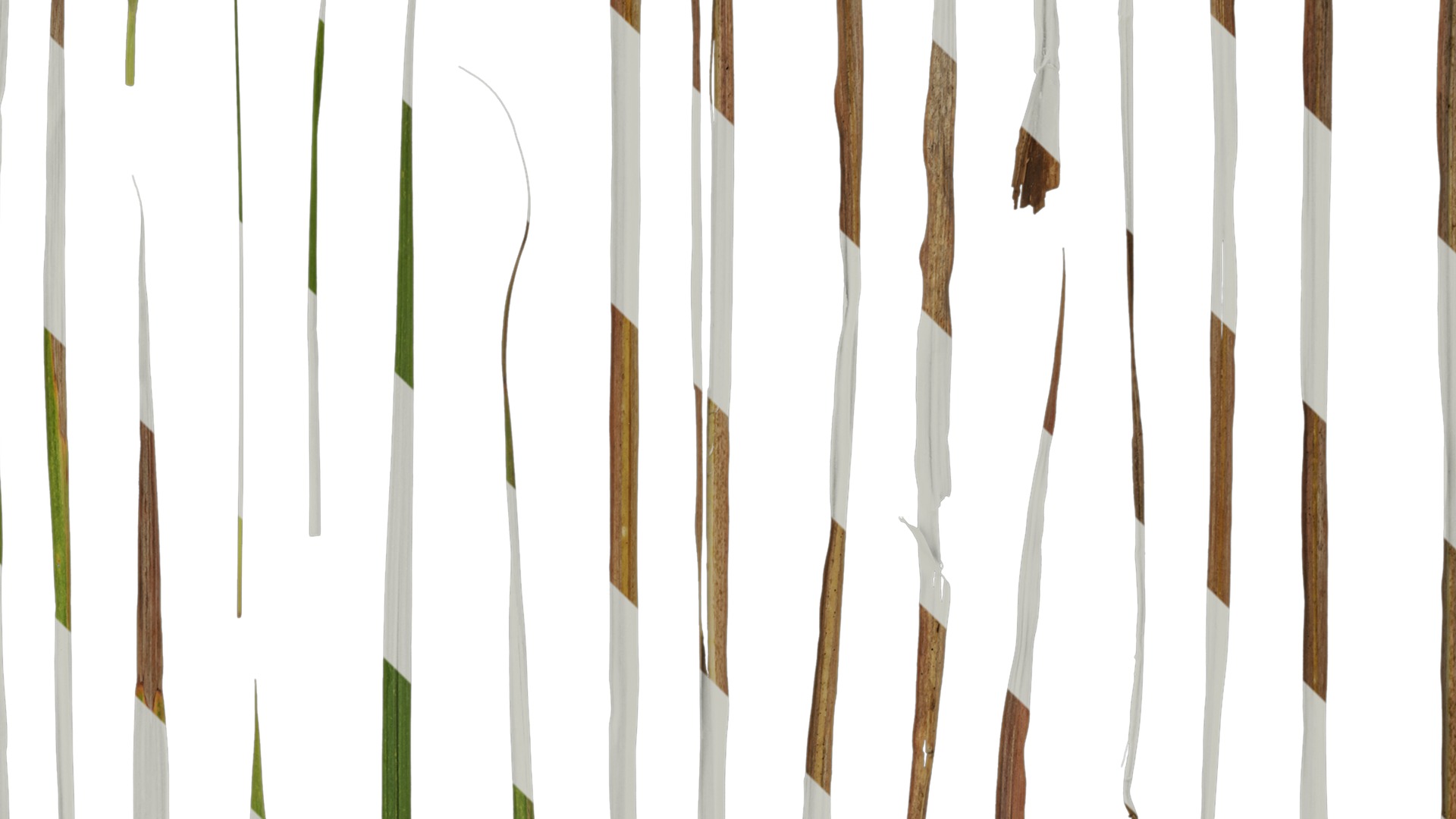 Anydrafts Imperata cylindrica Leaf 10 Texture_4