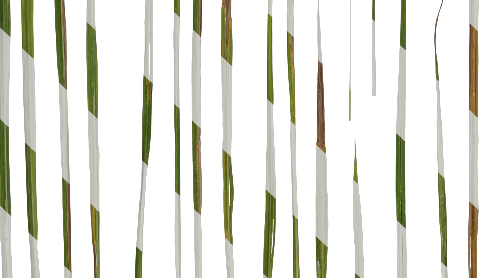 Anydrafts Imperata cylindrica Leaf 10 Texture_7