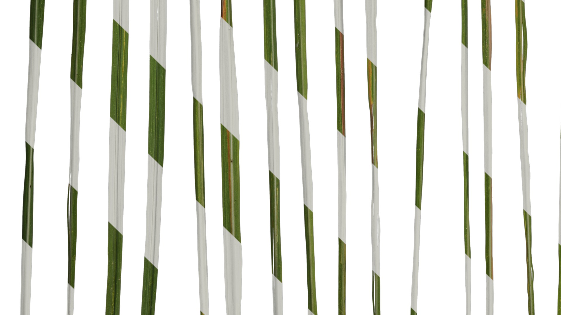 Anydrafts Imperata cylindrica Leaf 10 Texture_5