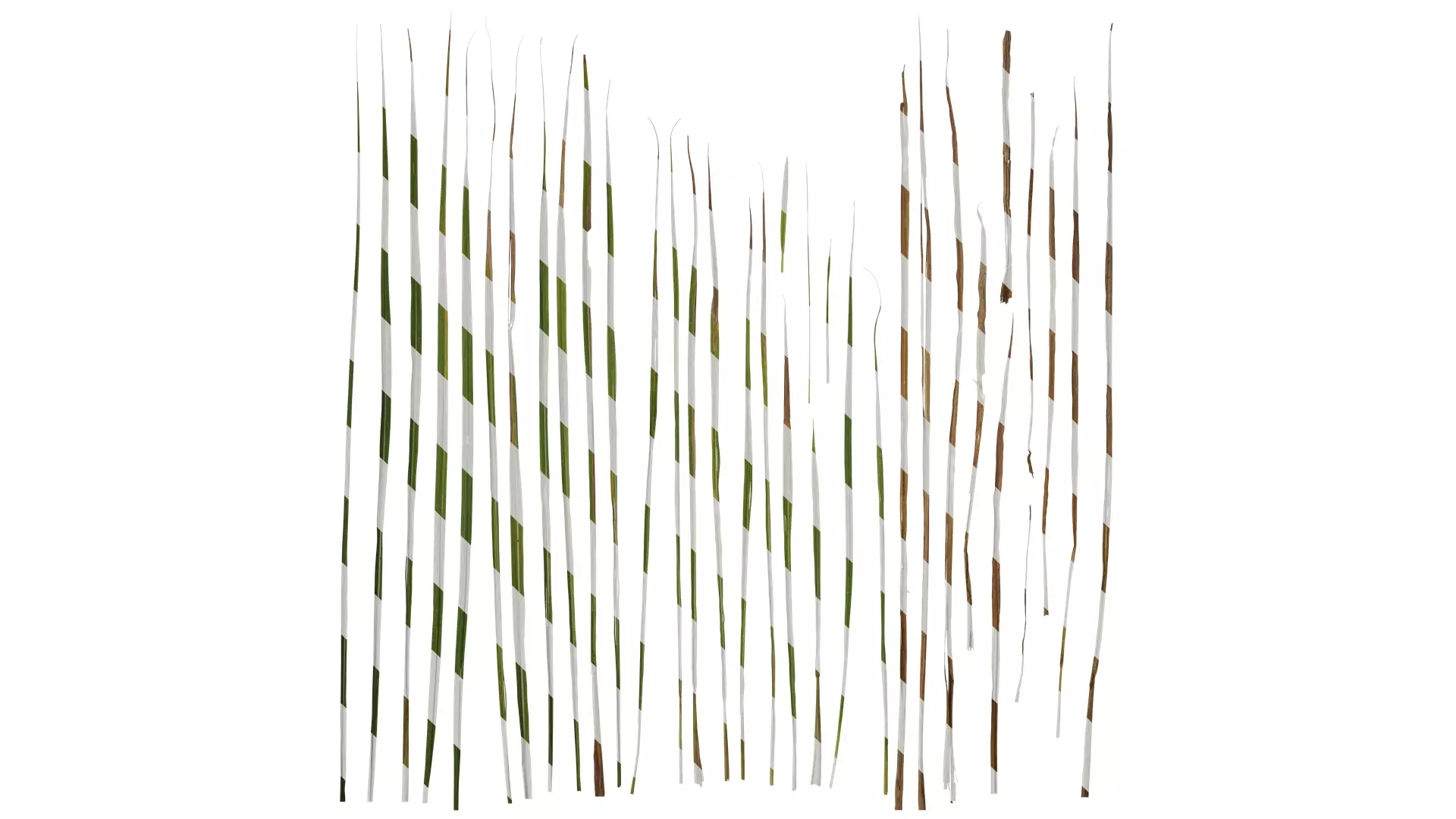 Anydrafts Imperata cylindrica Leaf 10 Texture_0