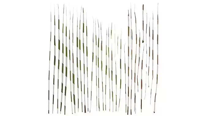 Anydrafts Imperata cylindrica Leaf 10