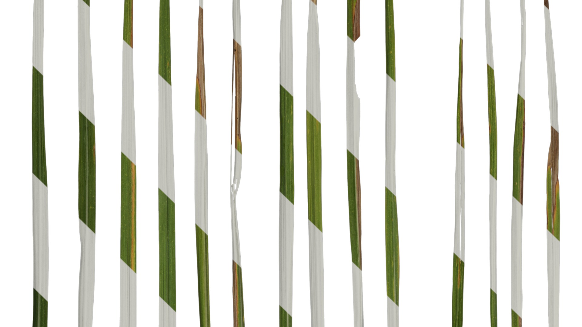 Anydrafts Imperata cylindrica Leaf 10 Texture_3