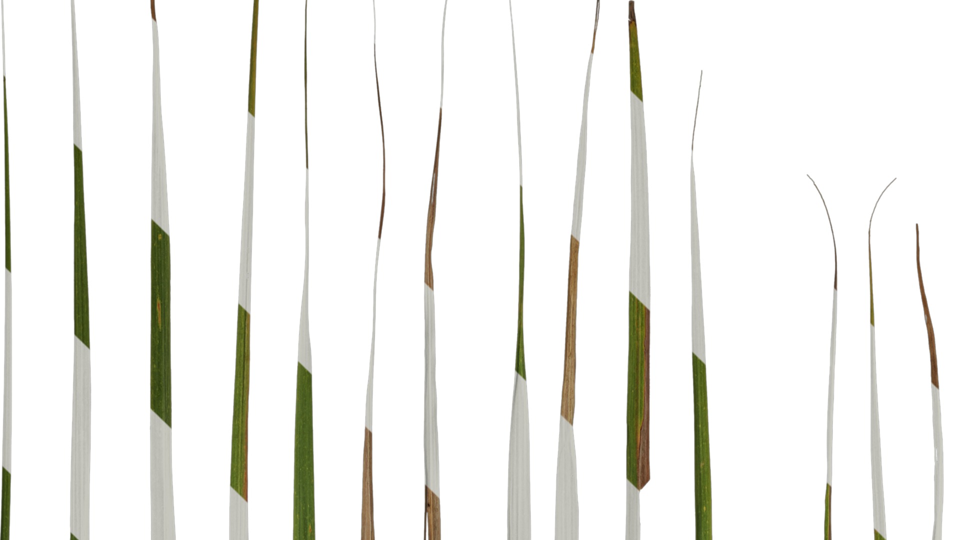 Anydrafts Imperata cylindrica Leaf 10 Texture_1