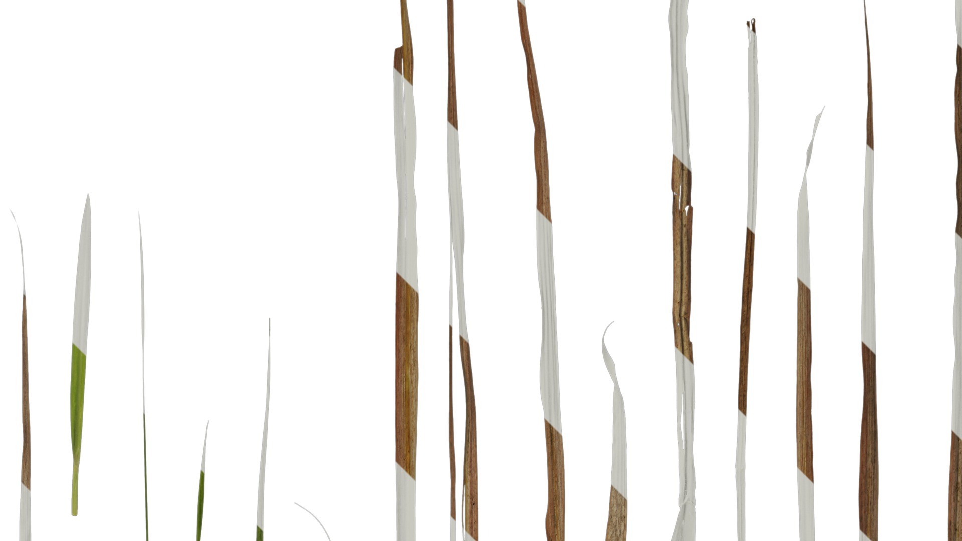 Anydrafts Imperata cylindrica Leaf 10 Texture_2