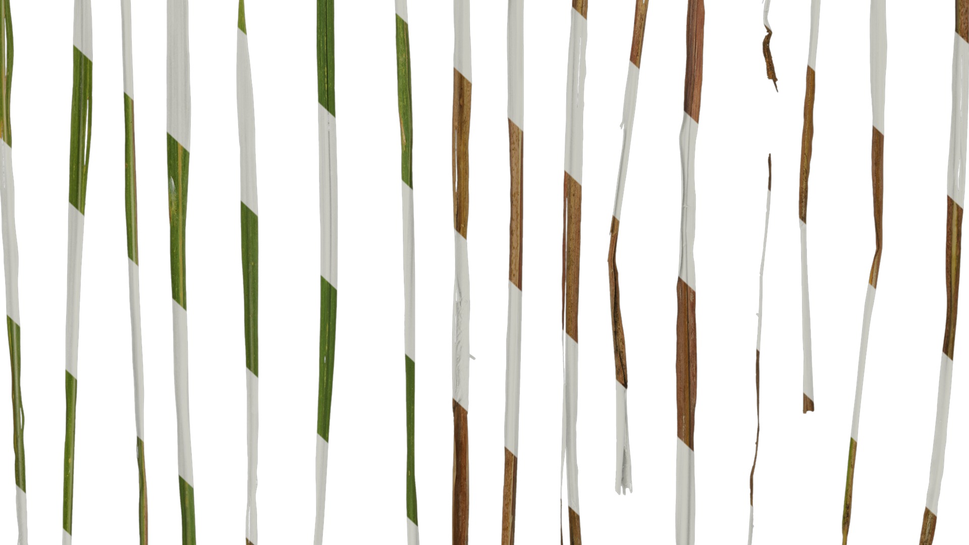 Anydrafts Imperata cylindrica Leaf 10 Texture_6