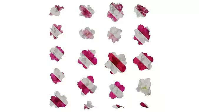 Anydrafts Rhododendron simsii Flower 14