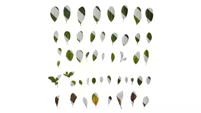 Anydrafts Rhododendron simsii Leaf 01 F