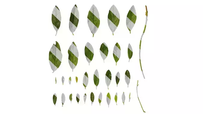 Anydrafts Rhododendron simsii Leaf 04