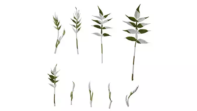 Anydrafts Rhus chinensis Atlas 10