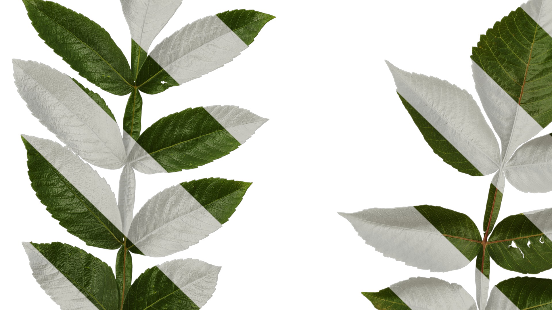 Anydrafts Rhus chinensis Atlas 11 Texture_5