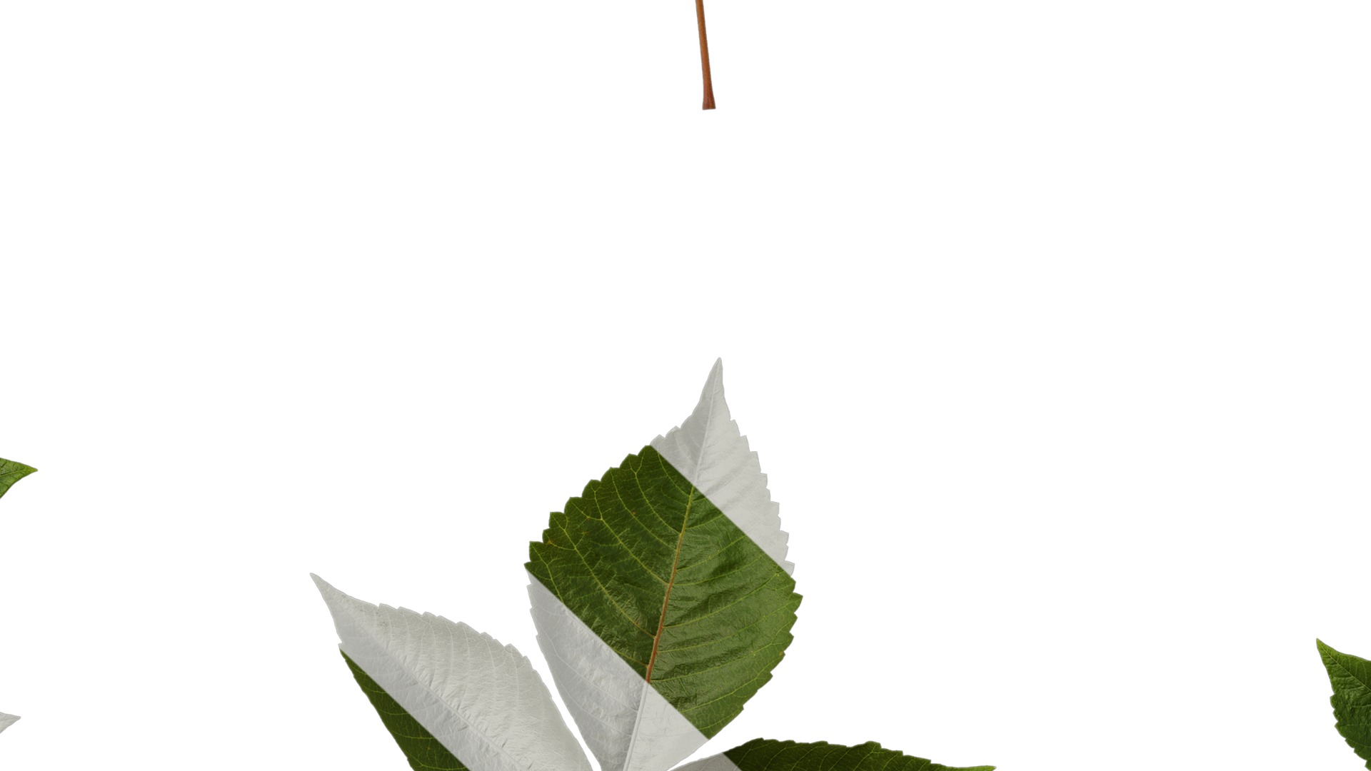 Anydrafts Rhus chinensis Atlas 11 Texture_7