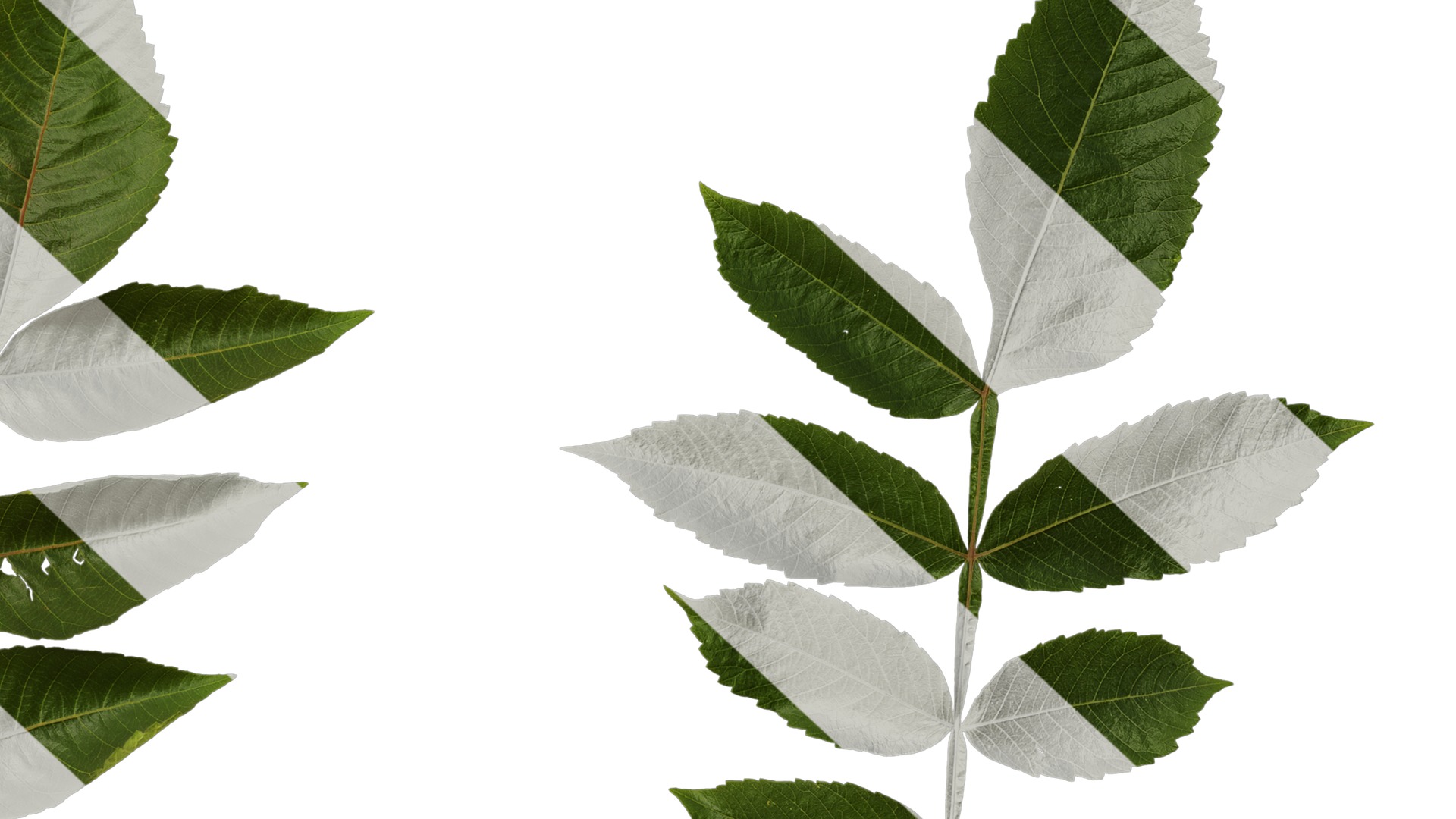 Anydrafts Rhus chinensis Atlas 11 Texture_6