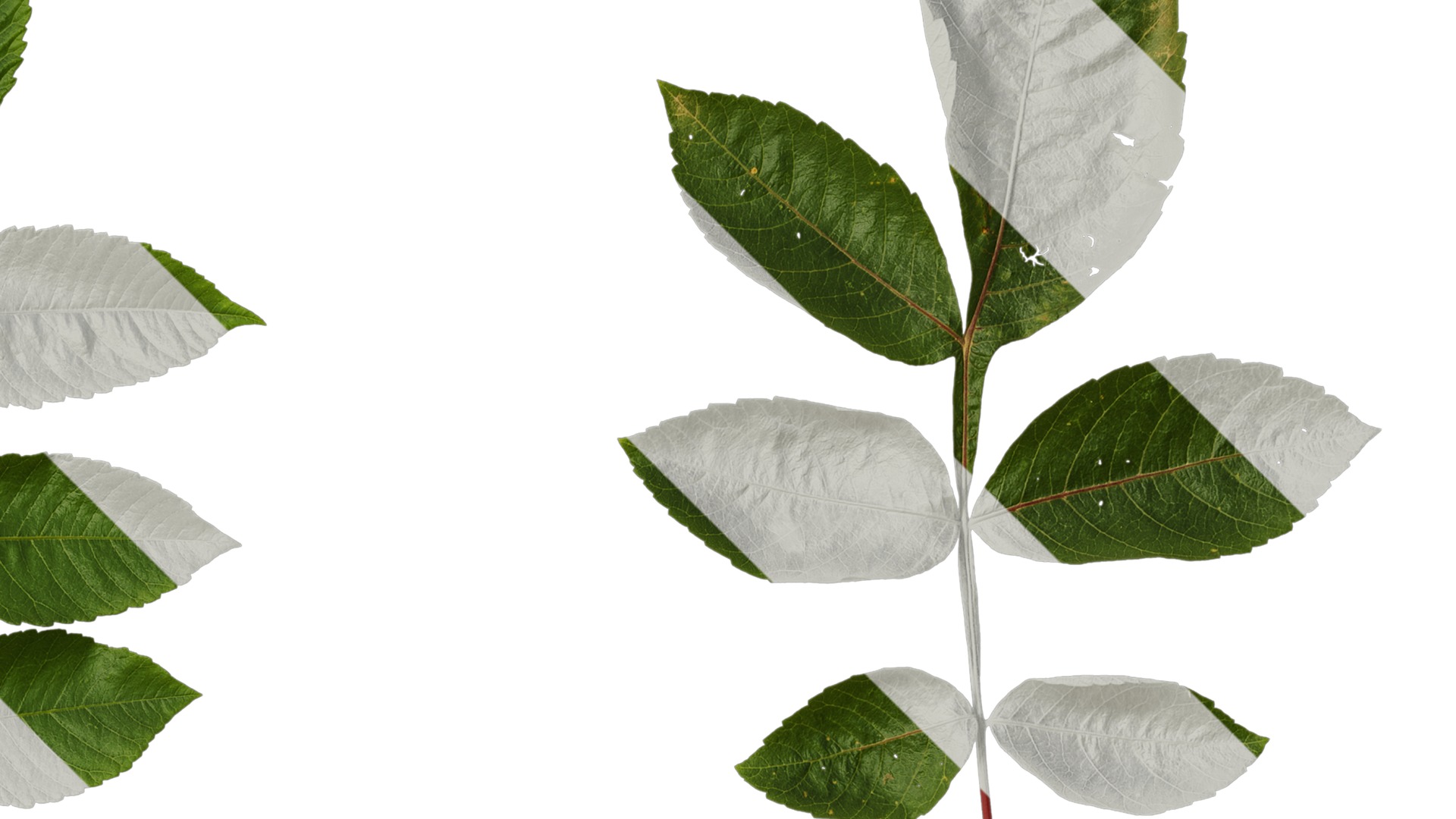 Anydrafts Rhus chinensis Atlas 11 Texture_2