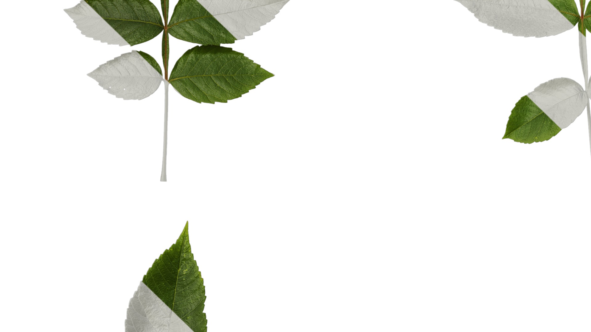 Anydrafts Rhus chinensis Atlas 11 Texture_3