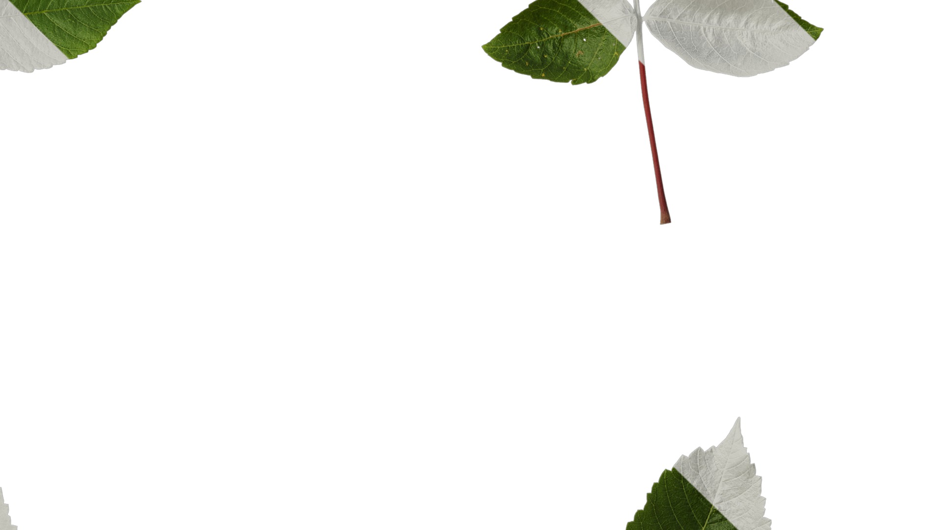 Anydrafts Rhus chinensis Atlas 11 Texture_4