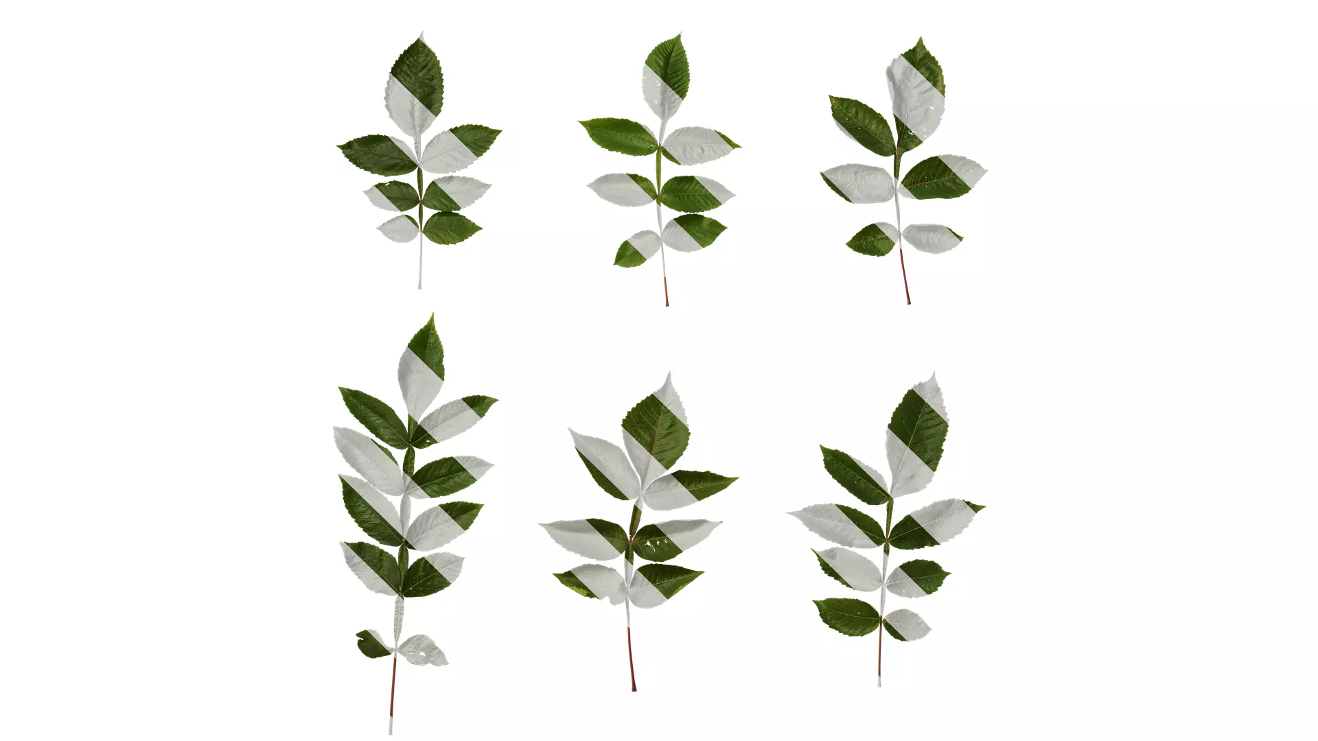 Anydrafts Rhus chinensis Atlas 11 Texture_0